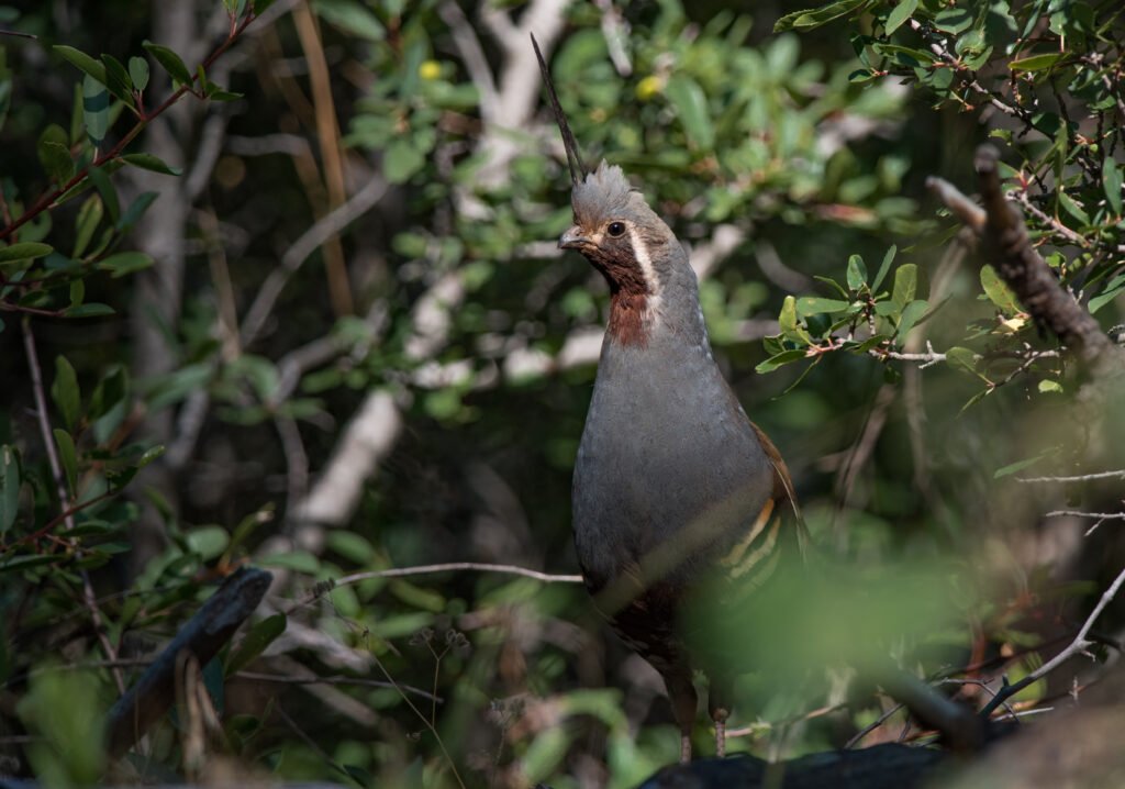 Prologue Part One - Concerning Owls Mountain Quail