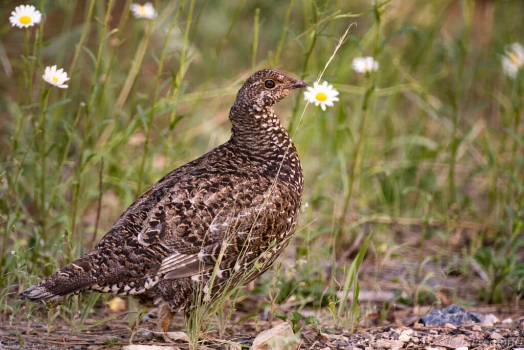 Prologue Part One - Concerning Owls Sooty Grouse