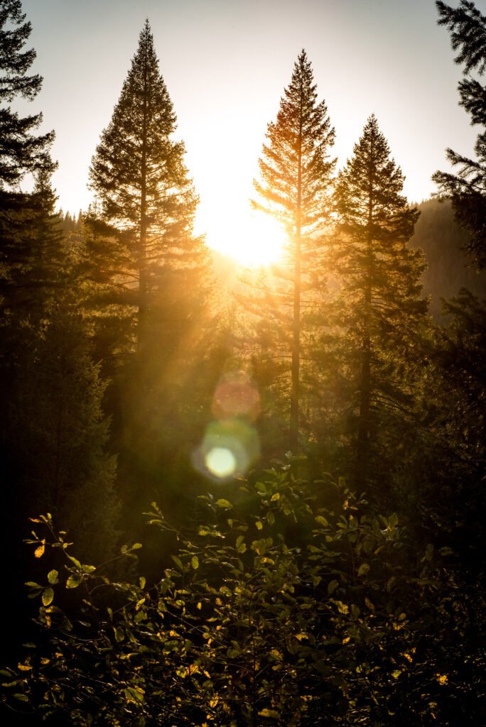 Prologue Part One - Concerning Owls The warm glow of sunset through the firs