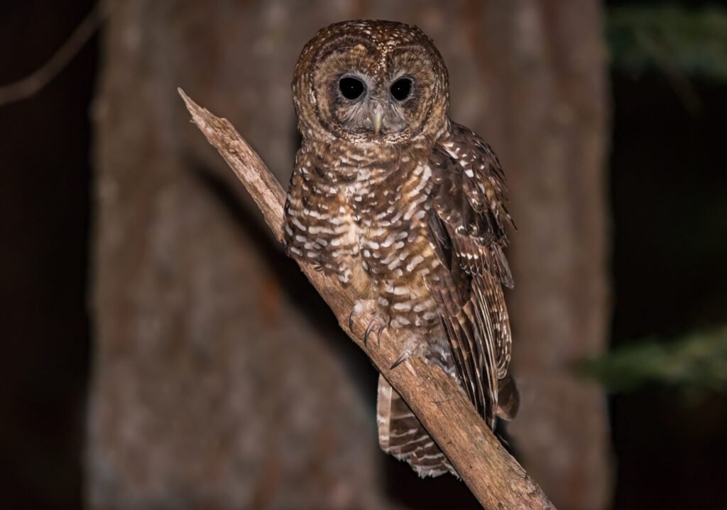 Prologue Part One - Concerning Owls northern spotted owl