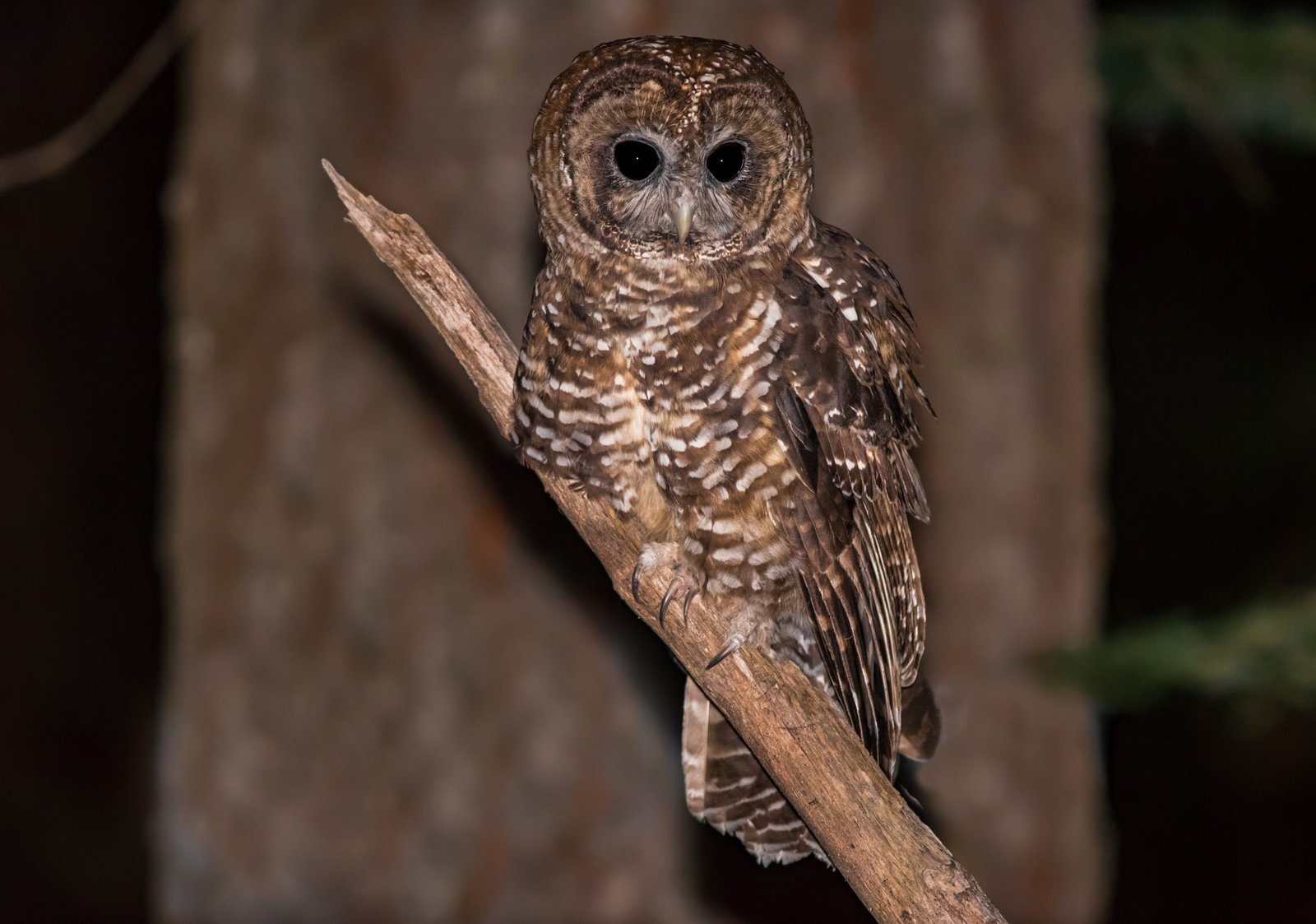 northern spotted owl