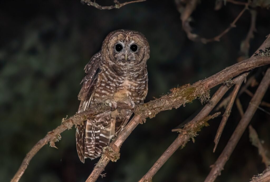 Prologue Part One - Concerning Owls northern spotted owl