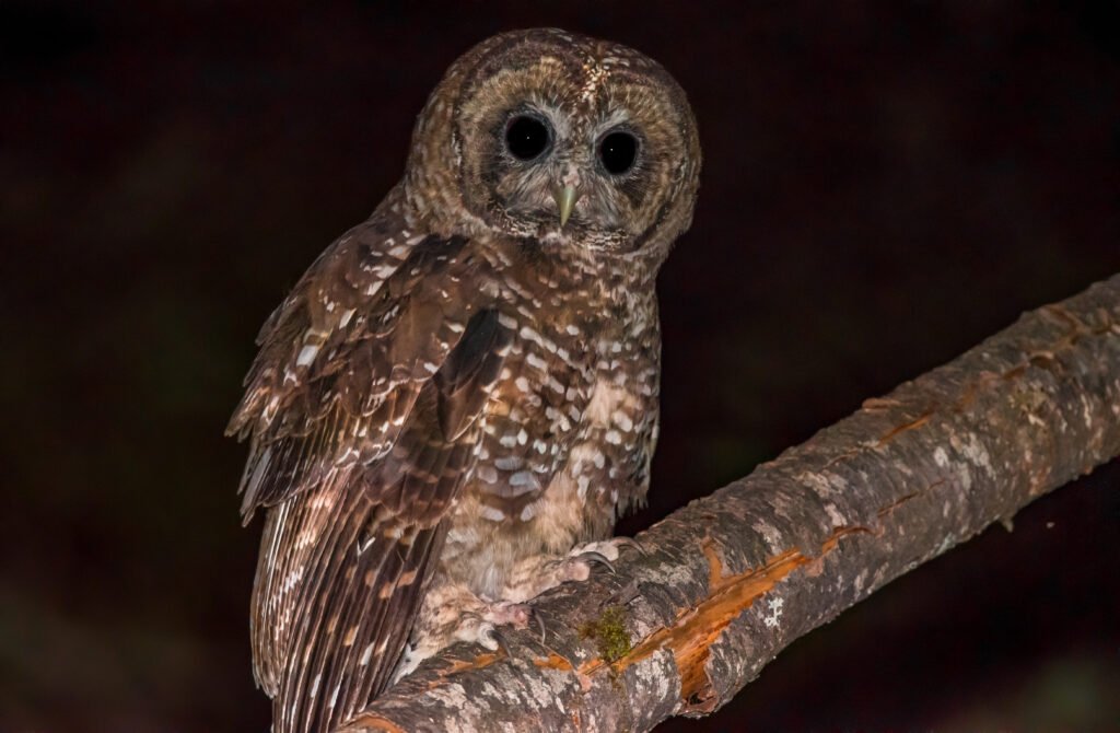 Prologue Part One - Concerning Owls Northern Spotted Owl