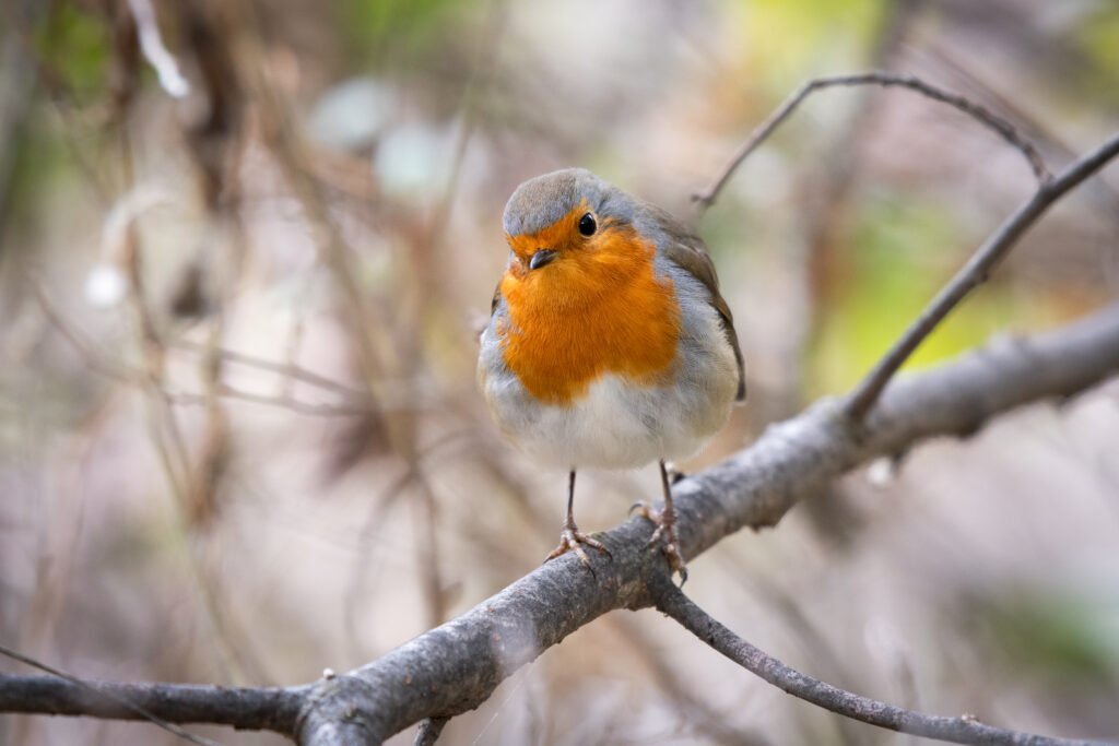 European robin