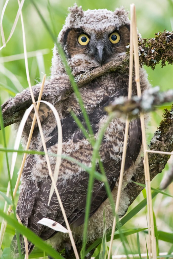 A great horned owl fledgling hides behind sticks and grass 