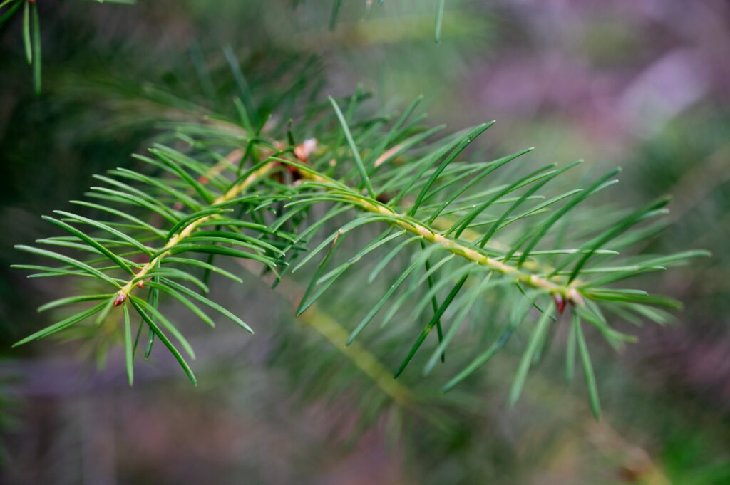 Close-up of douglas fir needles