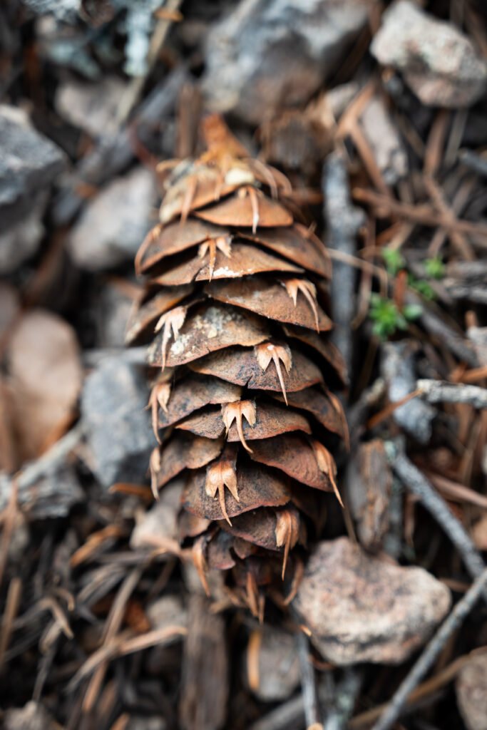 Close-up of a Douglas fir cone on the ground