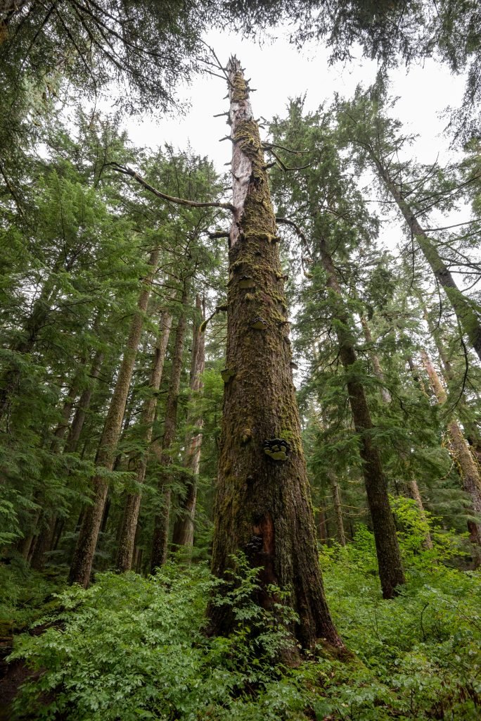 Towering Dead Tree