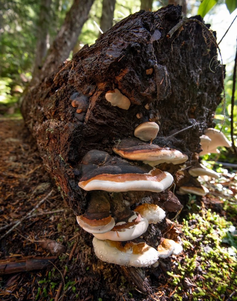 Red-belted polypore