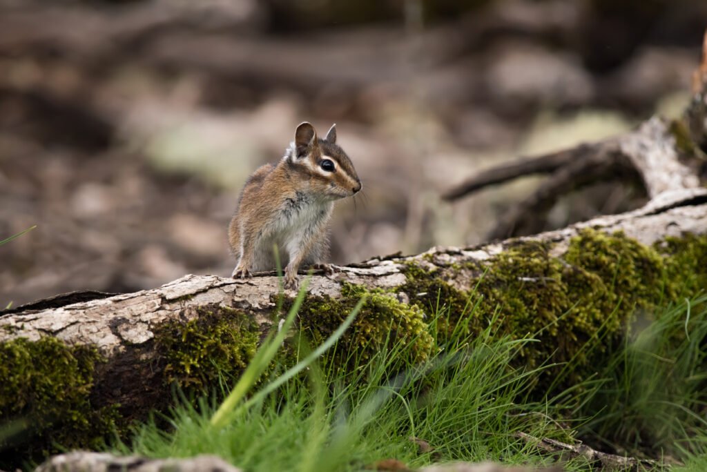 A Townsend's chipmunk stealthily making its way along a dead log, a common practice for these rodents