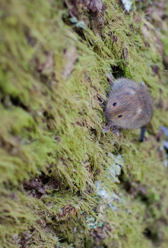 Red tree vole on the side of a Douglas fir tree