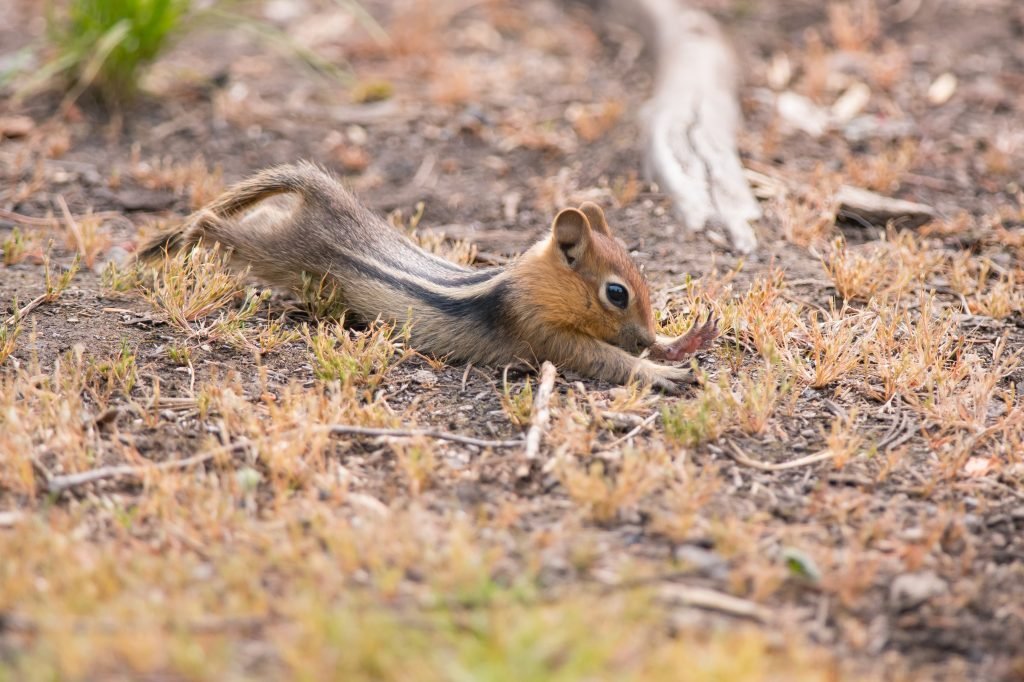 Golden-mantled ground squirrel