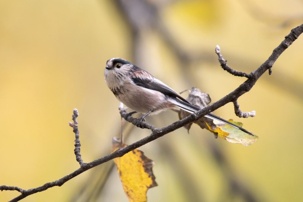 Long-Tailed Tit