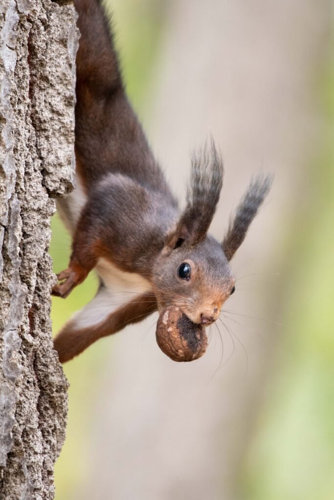 eurasian red squirrel