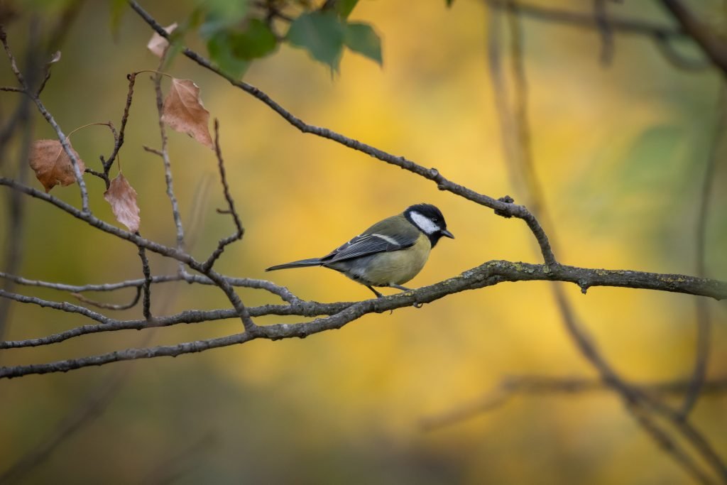 Great Tit