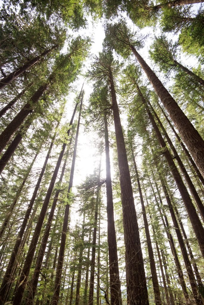 Douglas-fir trees