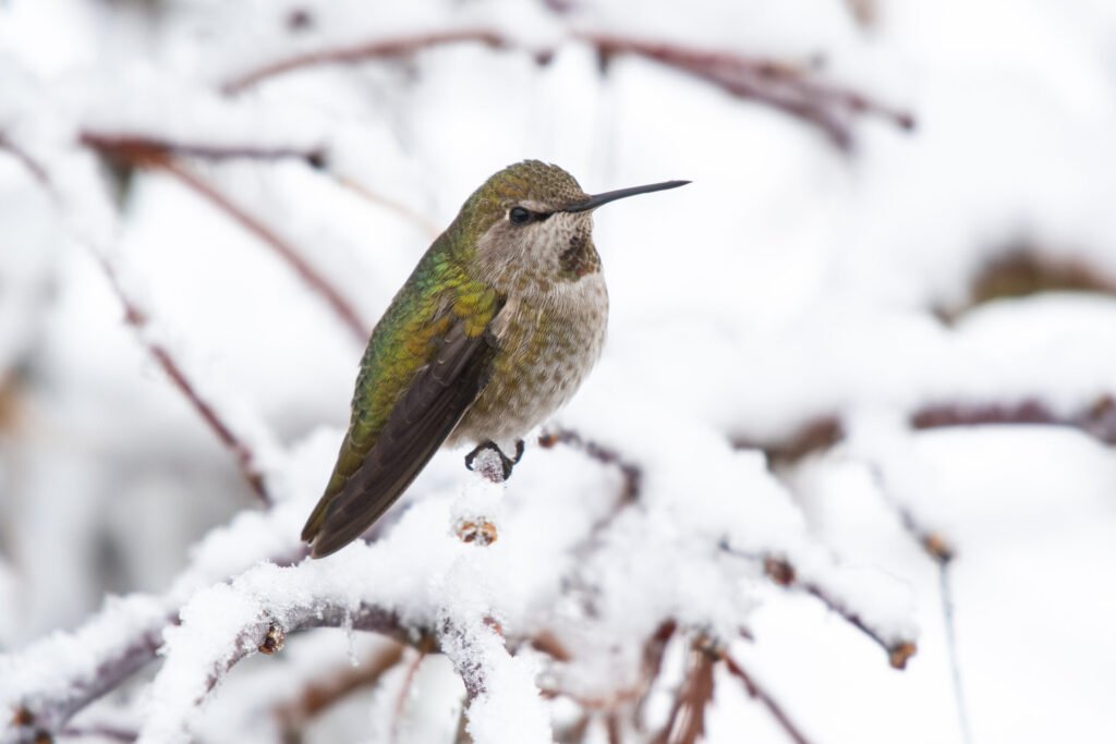 anna's hummingbird