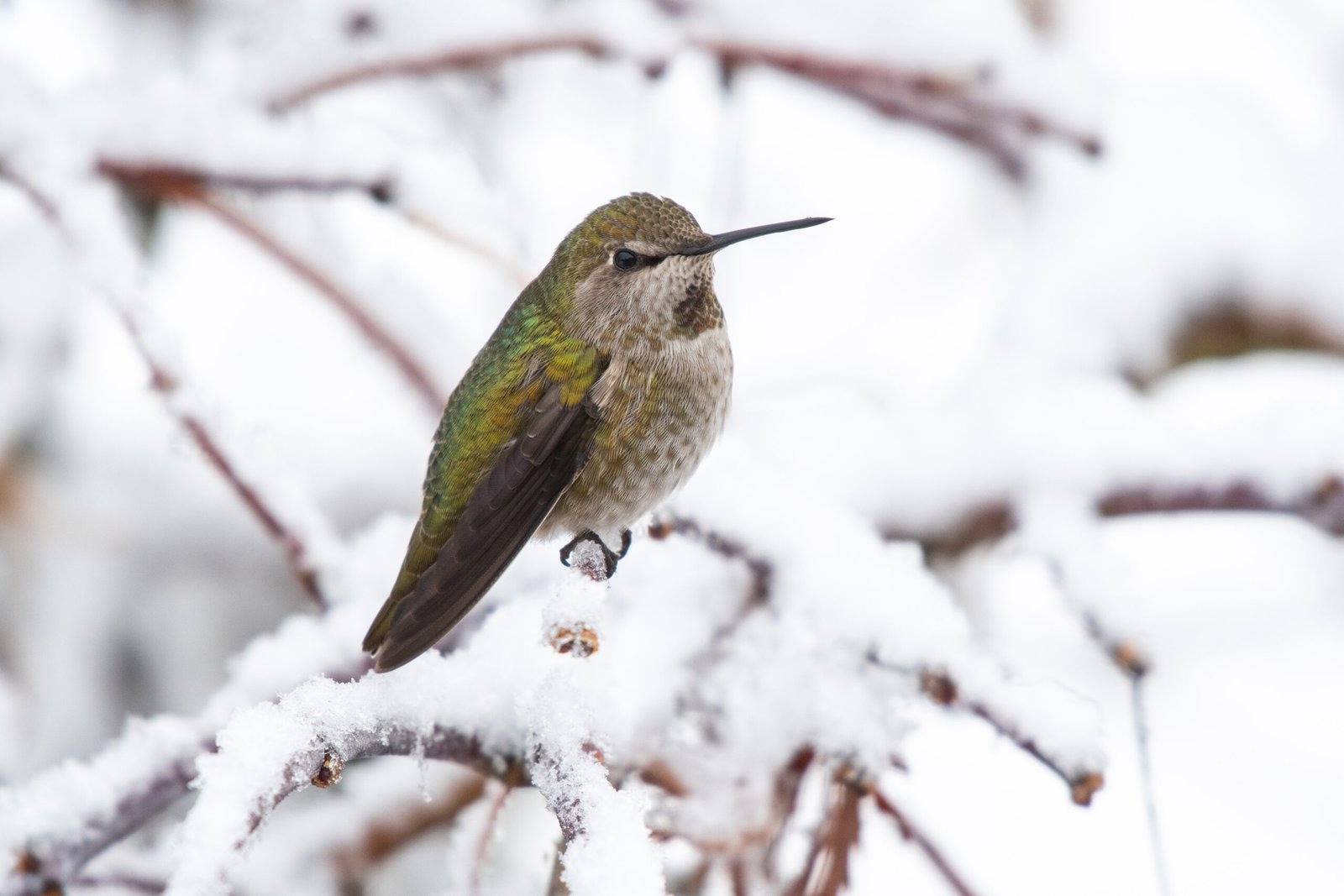 A female Anna's hummingbird (Calypte anna) taking a break on a snowy branch