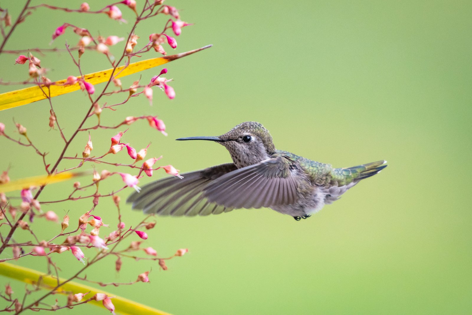 A female Anna's hummingbird enjoying the nectar of Pink Alumroot (Heuchera sanguinea), graciously planted by my mother-in-law