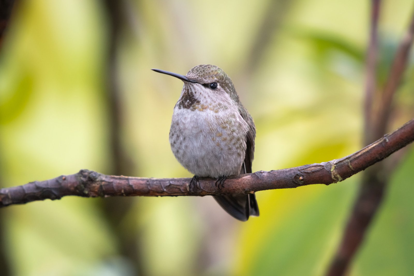 Female Anna's Hummingbird on a rhododendron branch