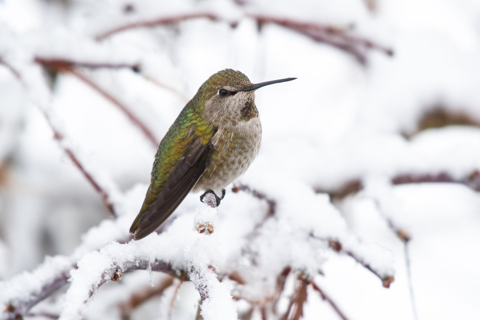Anna's Hummingbirds - Tiny Survivalists Female Anna's hummingbird perched on a snowy branch