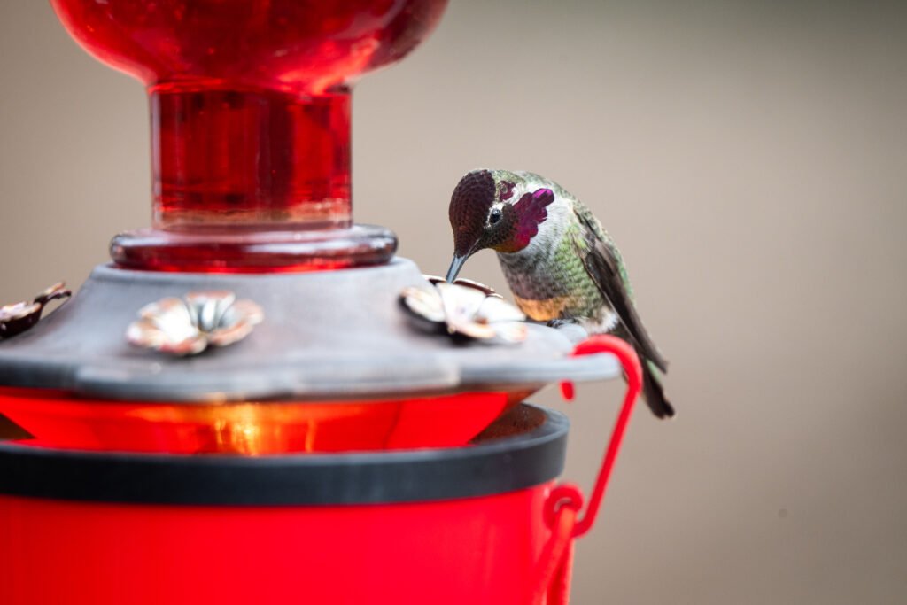 Anna's Hummingbirds - Tiny Survivalists Male Anna's hummingbird drinking from a heated hummingbird feeder.
