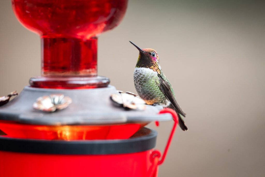 Anna's Hummingbirds - Tiny Survivalists Male Anna's hummingbird drinking from a heated hummingbird feeder.