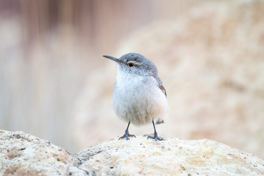 rock wren