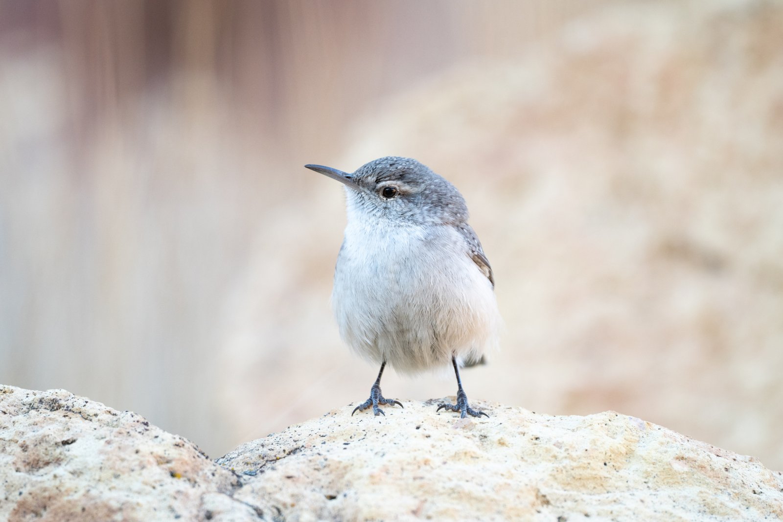 rock wren