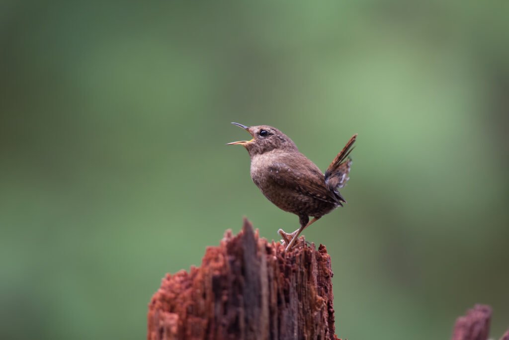 Pacific Wren singing from on top of a rotten log