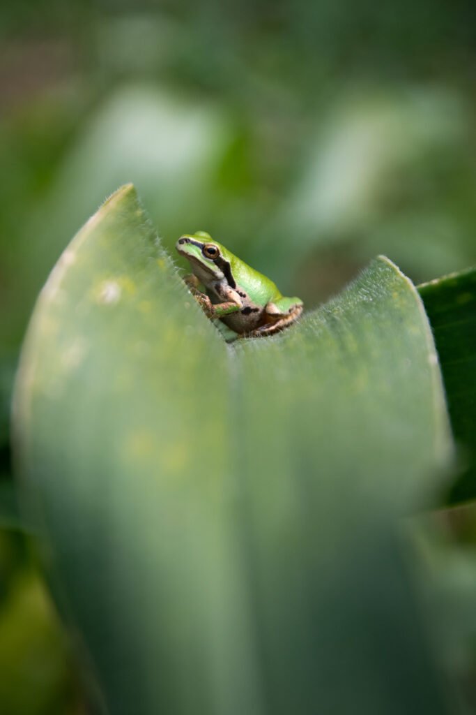 Pacific chorus frog on a corn leaf
